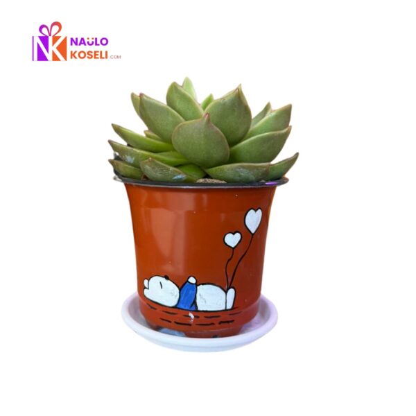 Echeveria Succulent Planter Pot| Indoor Plant