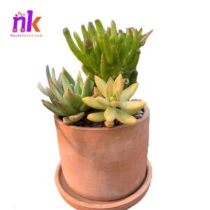 Cylindrical Planter Pot