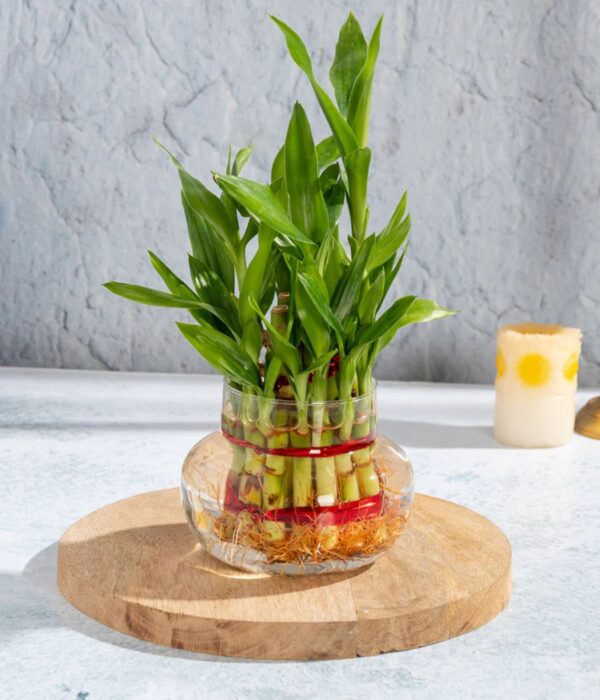 2 Layers Lucky Bamboo Plants Delivery in Nepal