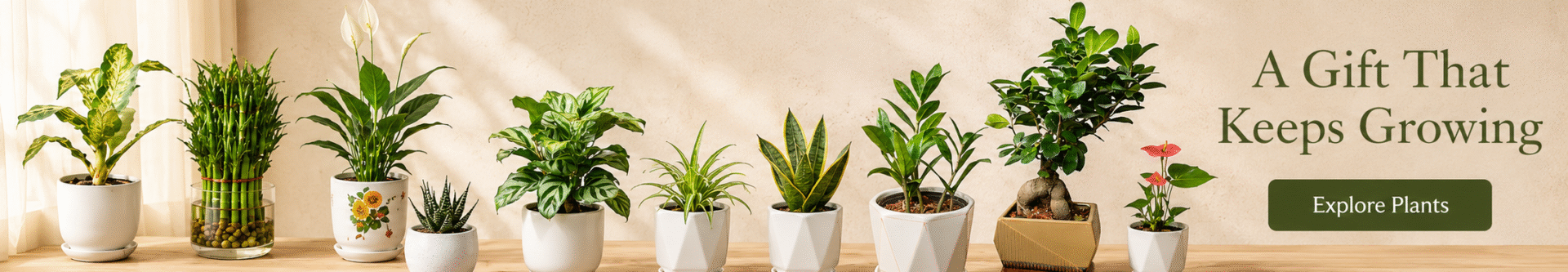 Indoor Plants In Nepal Indoor Plants In Nepal