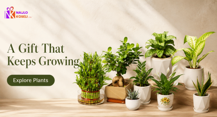 Indoor Plants in Nepal Indoor Plants in Nepal