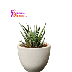 Haworthia Plant in premium ceramic pot