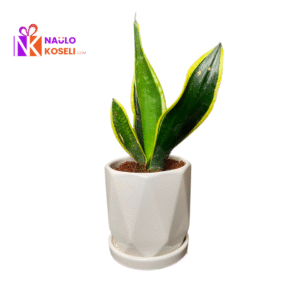 Snake plant in nepal