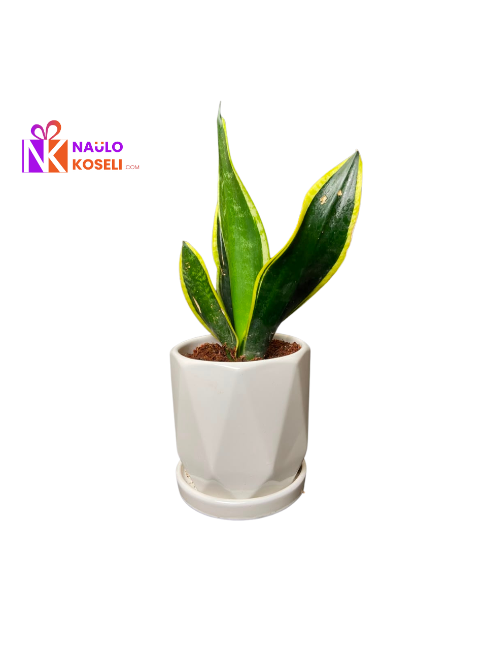 Snake plant in nepal