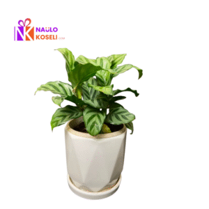 Calathea Zebrina in ceramic pot