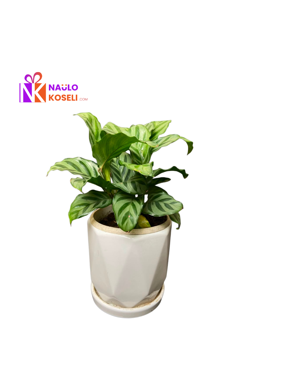 Calathea Zebrina in ceramic pot