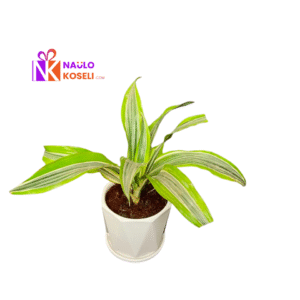 Dracaena Lemon Lime Plant in ceramic pot