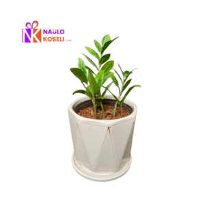Zz Plant