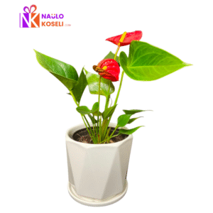 Indoor Anthurium Plant Nepal