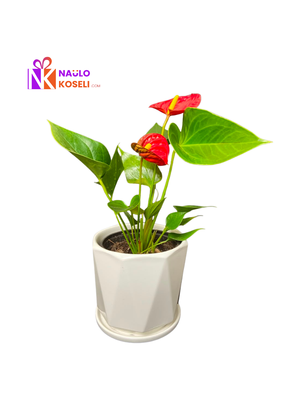 Indoor Anthurium Plant Nepal