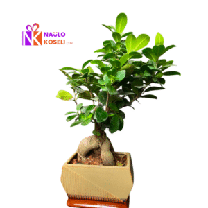 Large bonsai in premium ceramic pot