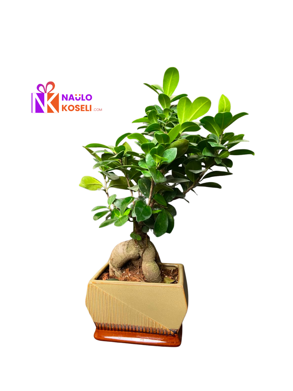 Large bonsai in premium ceramic pot