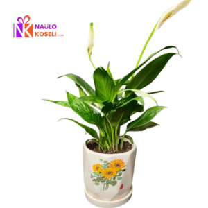 Peace Lily Plant in premium ceramic pot