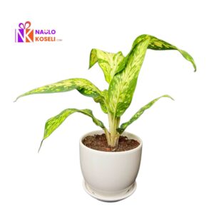 Indoor Dieffenbachia Plant Nepal