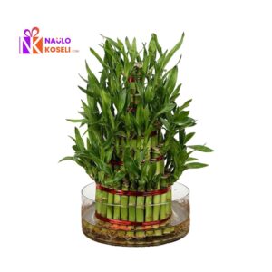 5 layer bamboo plant